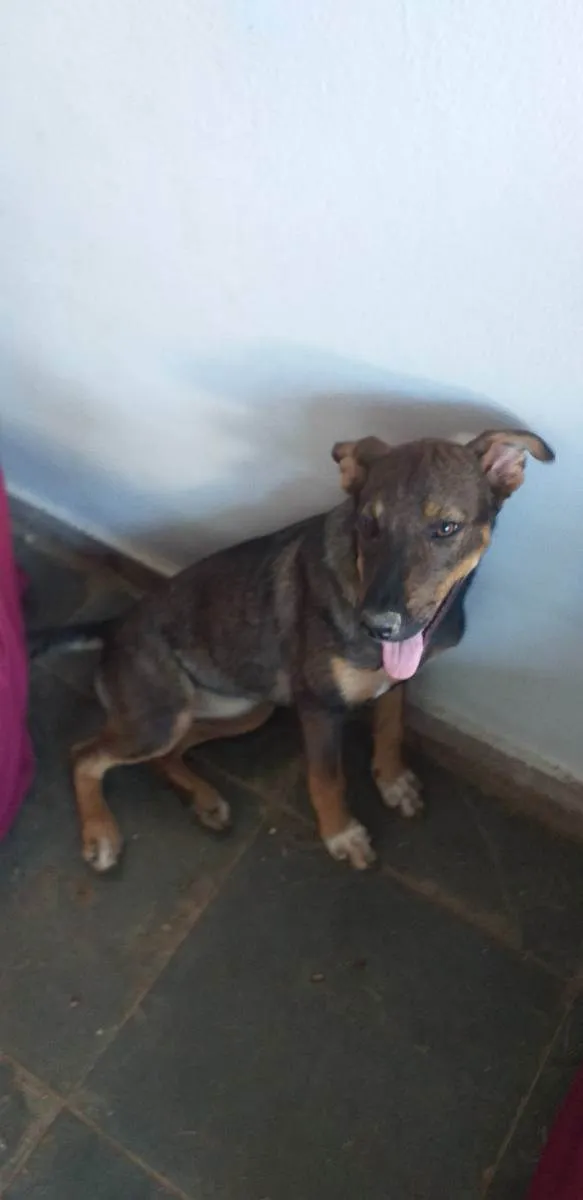 Cachorro raça Sem raça definida  idade 2 a 6 meses nome Paçoca 