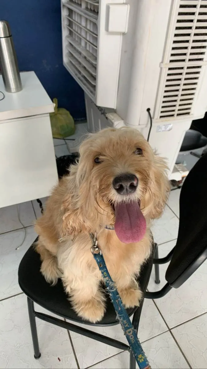Cachorro raça DESCONHECIDO idade 1 ano nome DESCONHECIDO