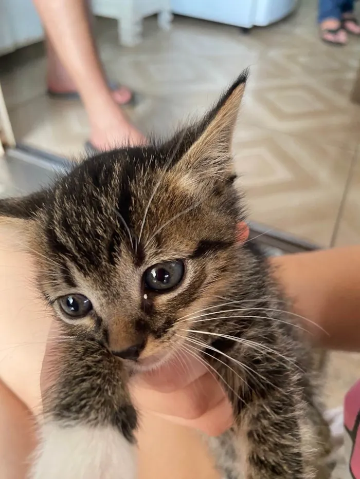 Gato ra a SRD de pelos curtos idade Abaixo de 2 meses nome Nina