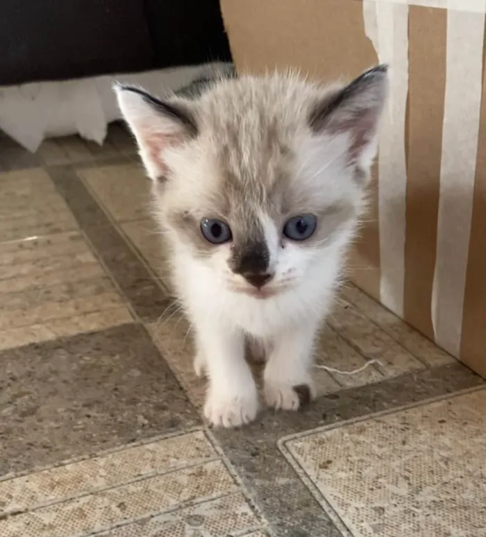 Gato ra a SRD de pelos curtos  idade Abaixo de 2 meses nome Cloe