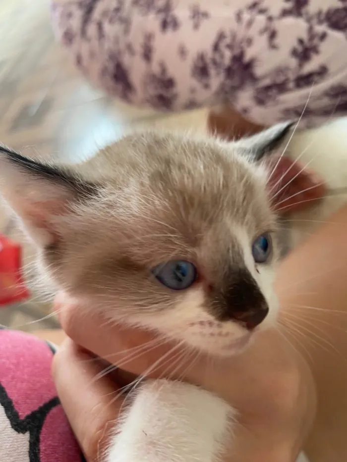 Gato ra a SRD de pelos curtos  idade Abaixo de 2 meses nome Cloe