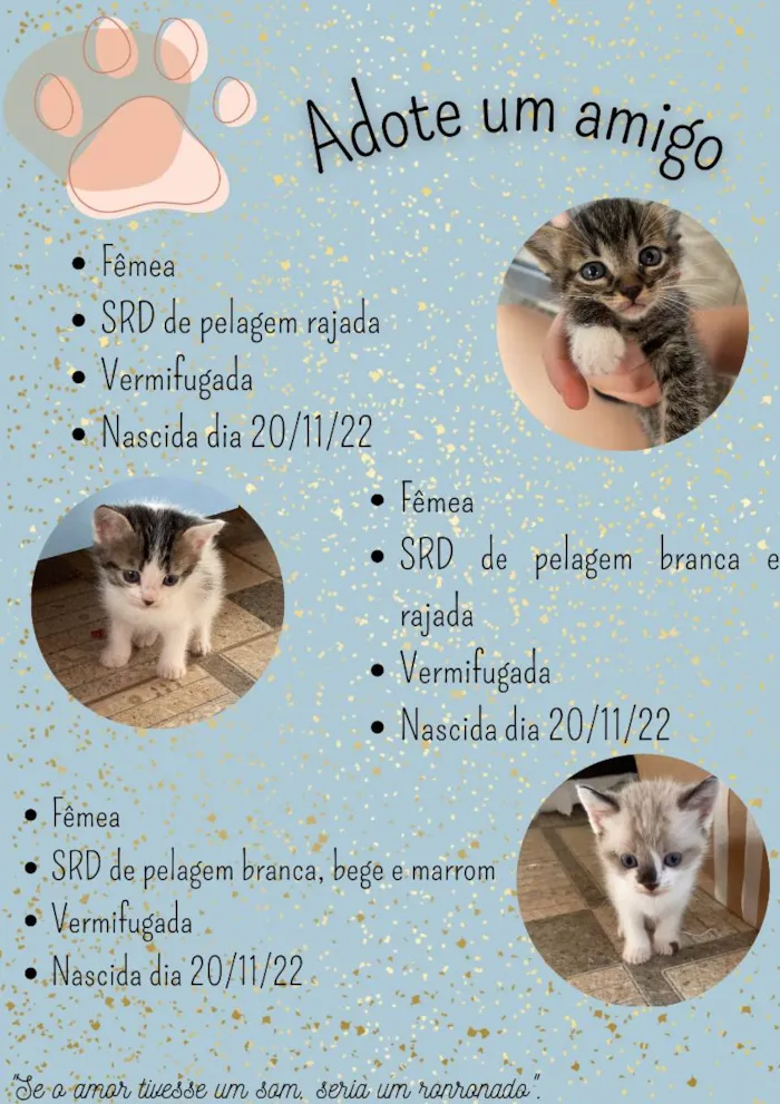 Gato ra a SRD de pelos curtos  idade Abaixo de 2 meses nome Marroá