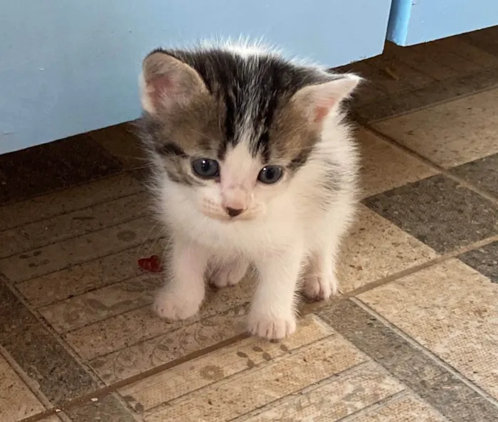Gato ra a SRD de pelos curtos  idade Abaixo de 2 meses nome Marroá