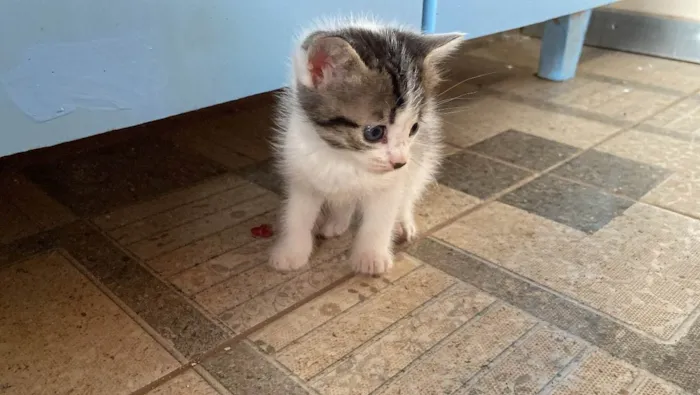 Gato ra a SRD de pelos curtos  idade Abaixo de 2 meses nome Marroá