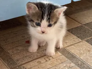 Gato raça SRD de pelos curtos  idade Abaixo de 2 meses nome Marroá