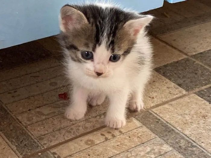 Gato ra a SRD de pelos curtos  idade Abaixo de 2 meses nome Marroá