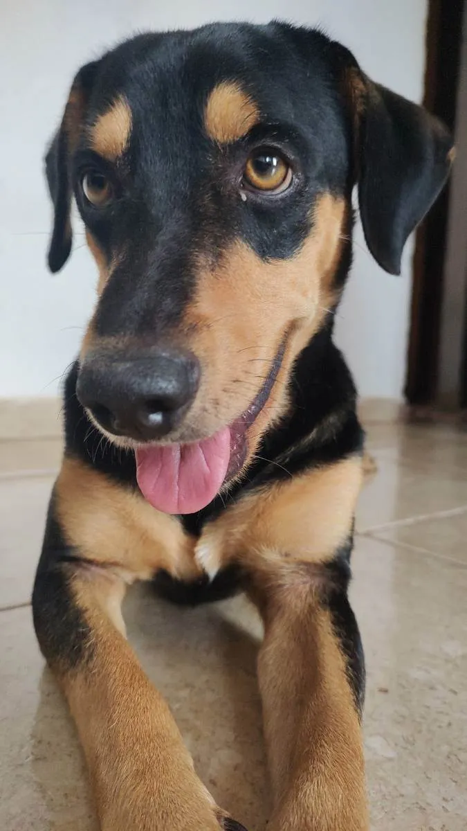 Cachorro raça Vira lata  idade 2 anos nome Thor