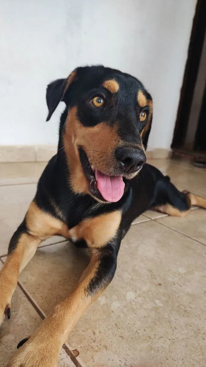 Cachorro raça Vira lata  idade 2 anos nome Thor