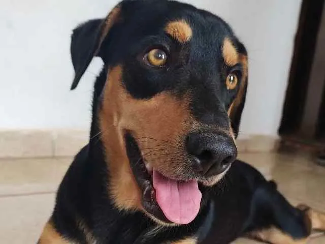 Cachorro raça Vira lata  idade 2 anos nome Thor