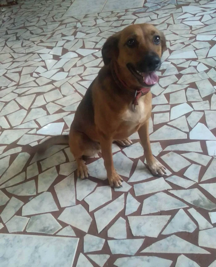 Cachorro ra a Kombai idade 3 anos nome Mag