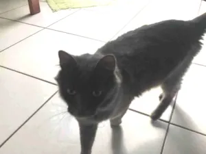 Gato raça Desconhecida idade 1 ano nome Fumaça