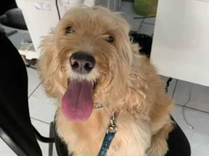 Cachorro raça DESCONHECIDO idade 1 ano nome DESCONHECIDO