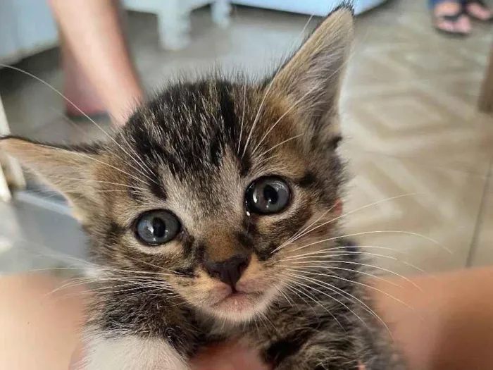 Gato ra a SRD de pelos curtos idade Abaixo de 2 meses nome Nina