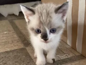 Gato raça SRD de pelos curtos  idade Abaixo de 2 meses nome Cloe