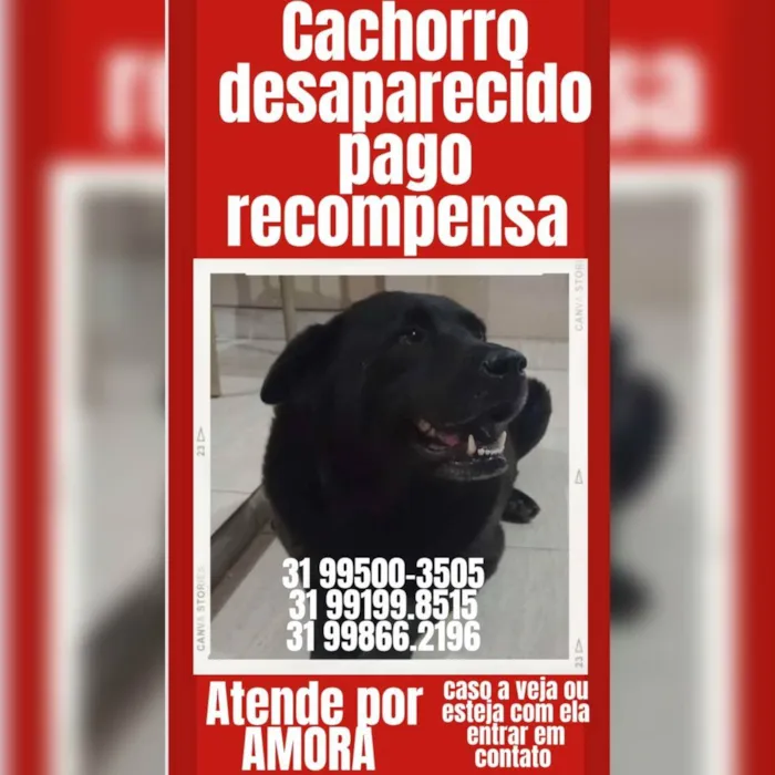 Cachorro ra a Labrador misturado idade 6 ou mais anos nome AMORA