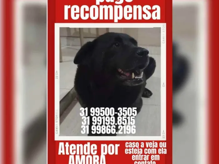 Cachorro ra a Labrador misturado idade 6 ou mais anos nome AMORA