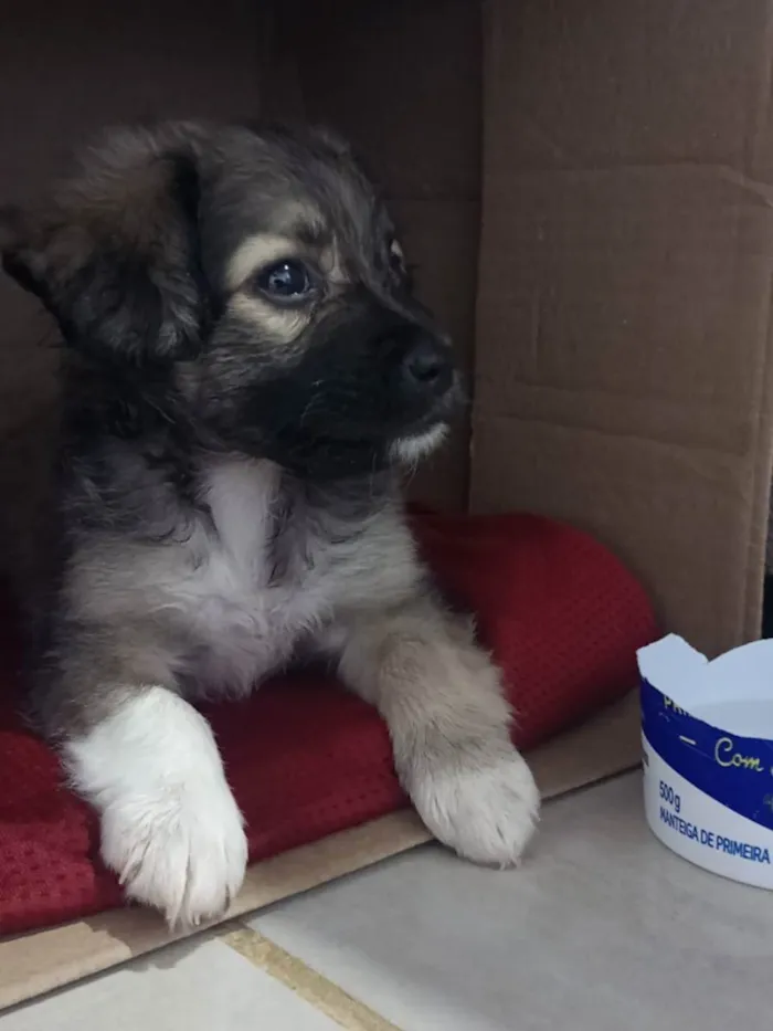 Cachorro raça Vira lata  idade 2 a 6 meses nome Bel