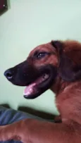 scooby