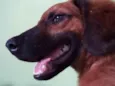 scooby