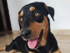 Cachorro raça Vira lata  idade 2 anos nome Thor
