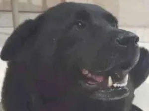 Cachorro raça Labrador misturado idade 6 ou mais anos nome AMORA
