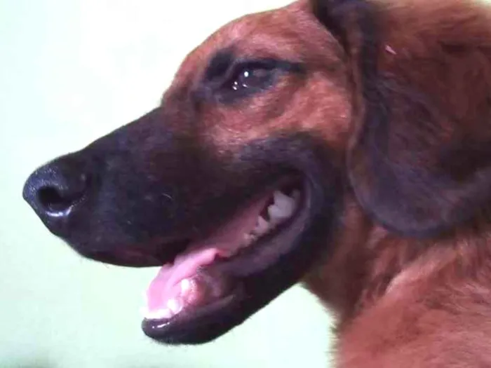 Cachorro ra a vira lata idade 1 ano nome scooby