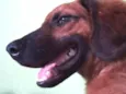 scooby