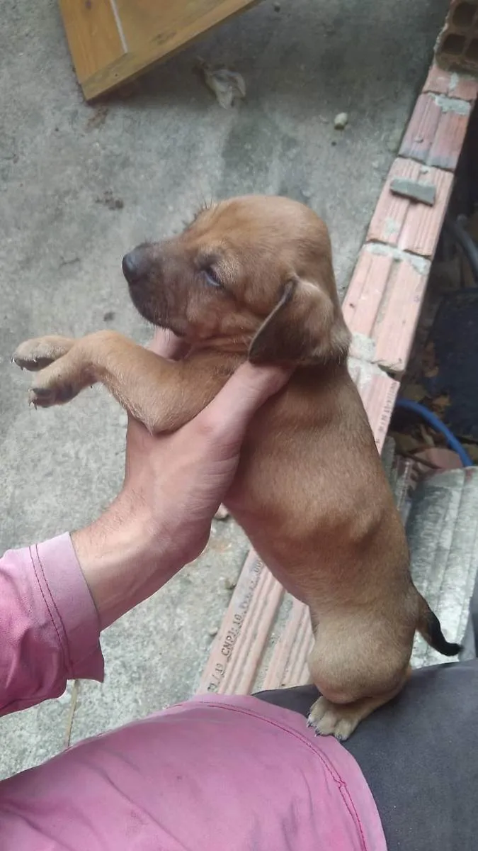 Cachorro ra a Vira lata idade Abaixo de 2 meses nome Nenhum 