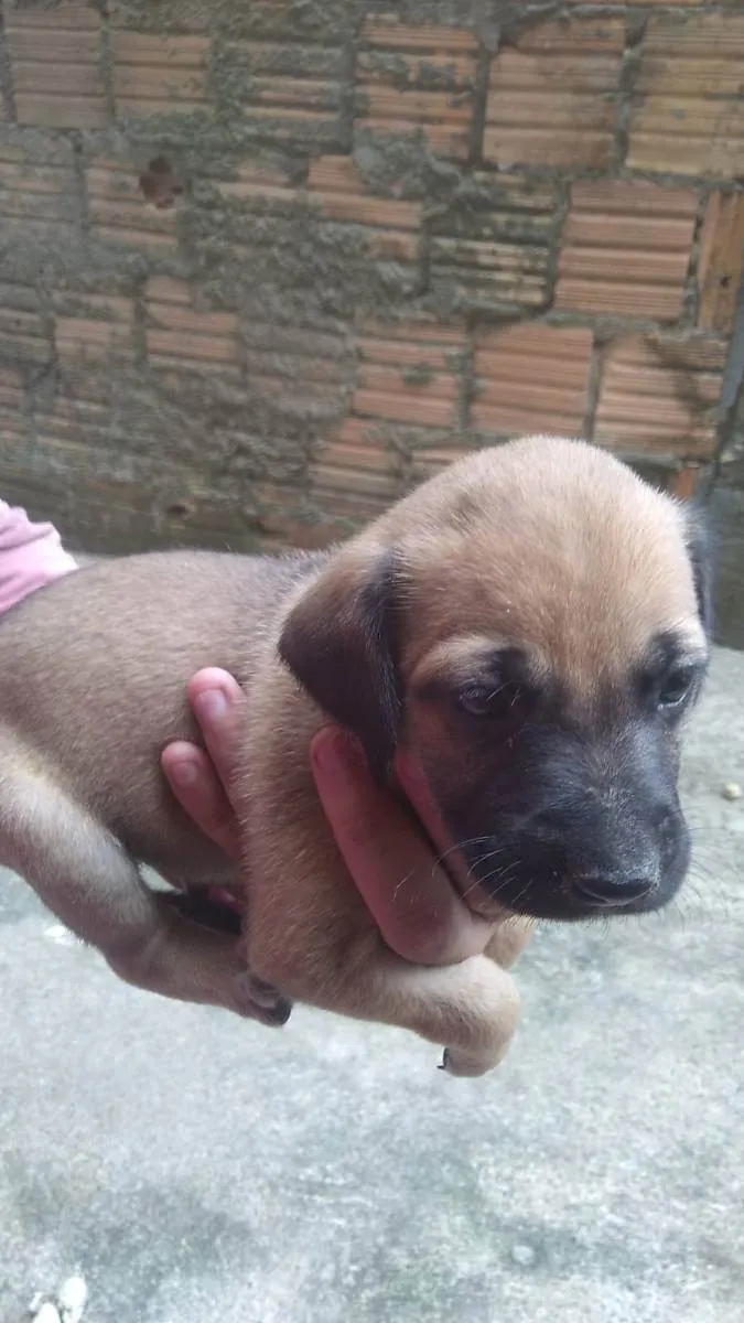 Cachorro ra a Vira lata idade Abaixo de 2 meses nome Nenhum 