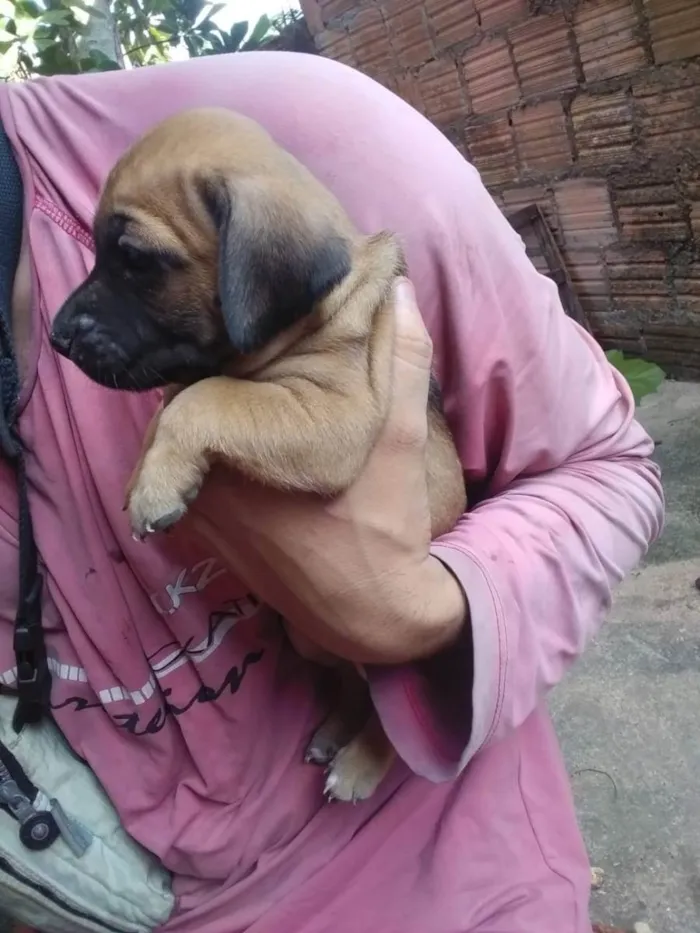 Cachorro ra a Vira lata idade Abaixo de 2 meses nome Nenhum 