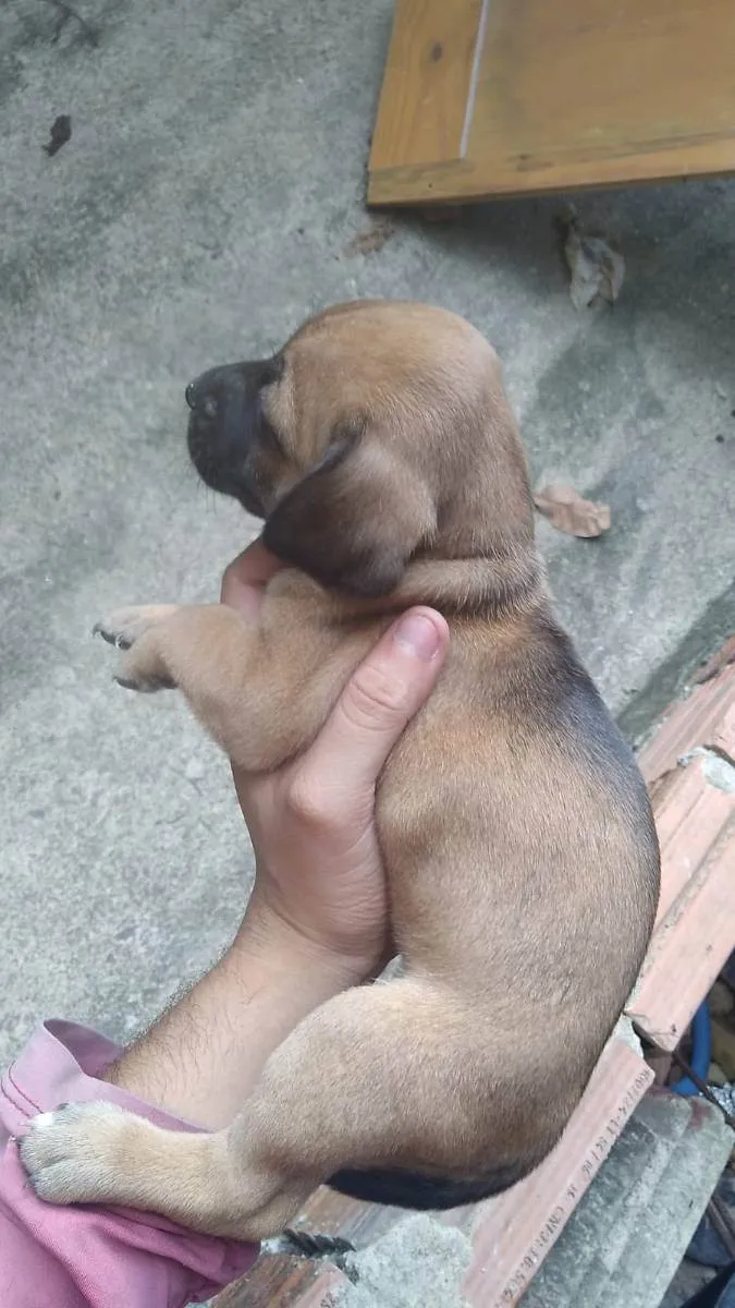 Cachorro ra a Vira lata idade Abaixo de 2 meses nome Nenhum 