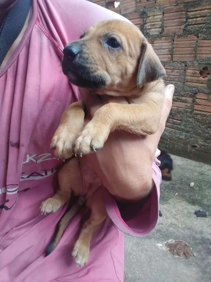 Cachorro ra a Vira lata idade Abaixo de 2 meses nome Nenhum 