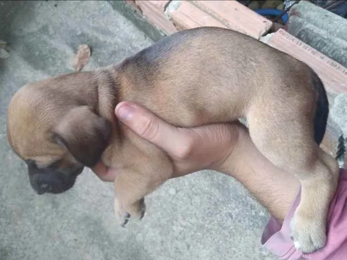 Cachorro ra a Vira lata idade Abaixo de 2 meses nome Nenhum 