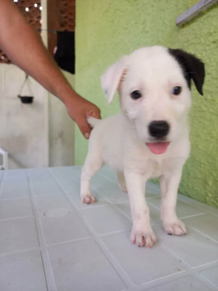 Cachorro ra a Srd idade Abaixo de 2 meses nome Lilca