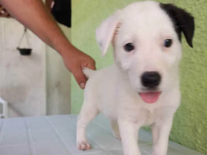 Cachorro ra a Srd idade Abaixo de 2 meses nome Lilca