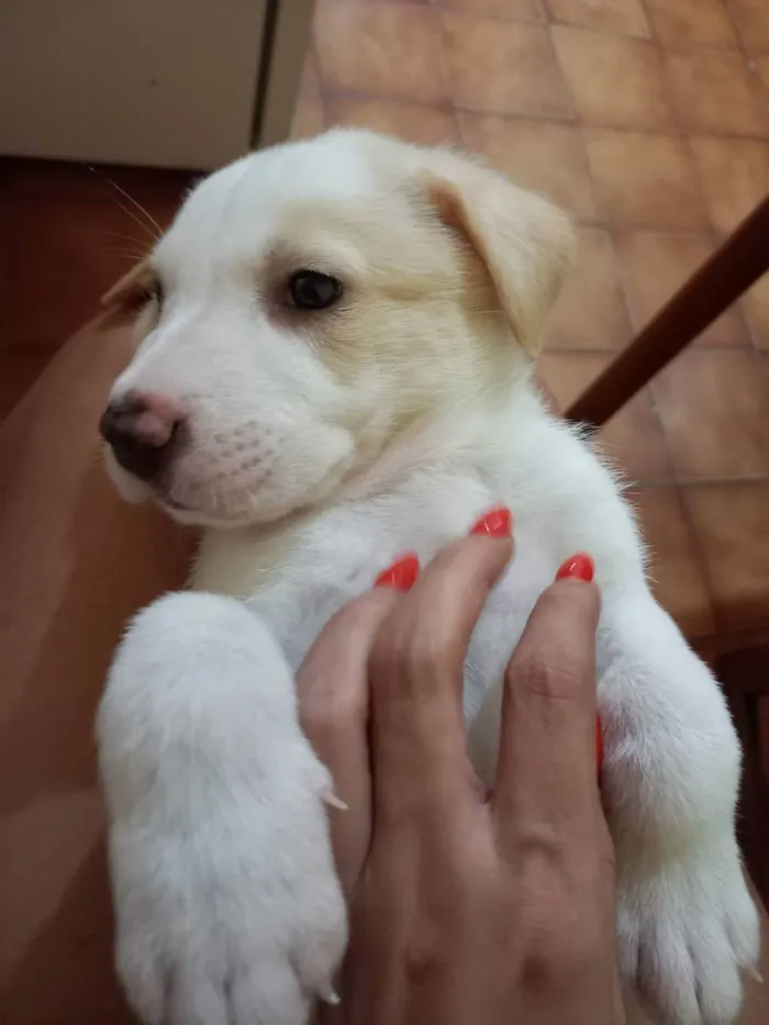 Cachorro ra a Srd idade Abaixo de 2 meses nome Ursinho 