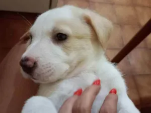 Cachorro raça Srd idade Abaixo de 2 meses nome Ursinho 