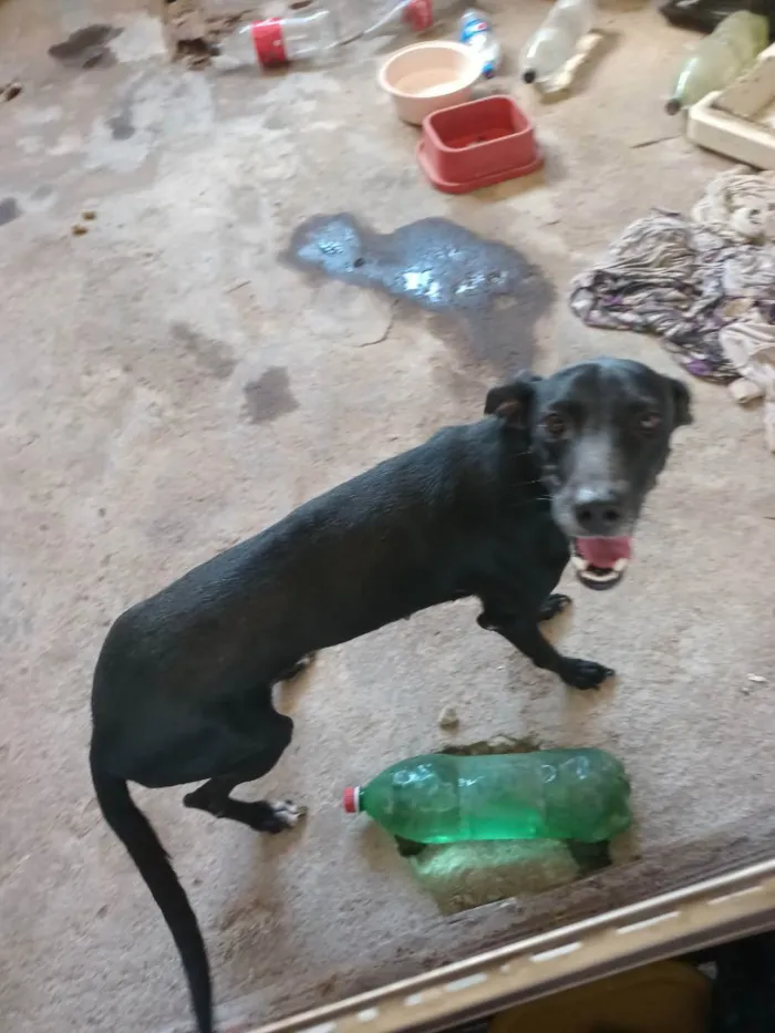 Cachorro ra a Indefinida  idade 2 anos nome Sheha