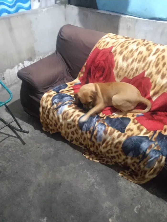 Cachorro ra a Labrador idade 2 a 6 meses nome Belinha