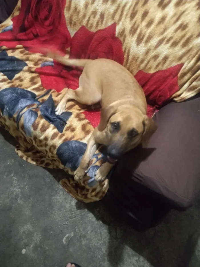 Cachorro ra a Labrador idade 2 a 6 meses nome Belinha