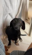 Lilly 