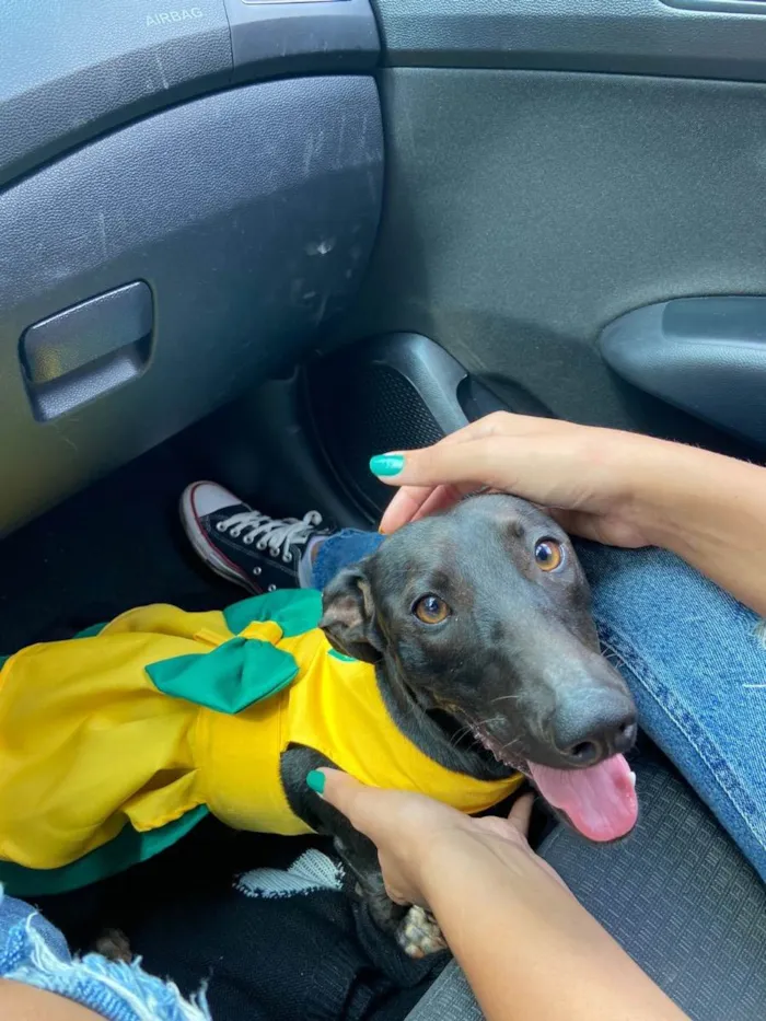 Cachorro ra a Cofap  idade 2 anos nome Lilly 