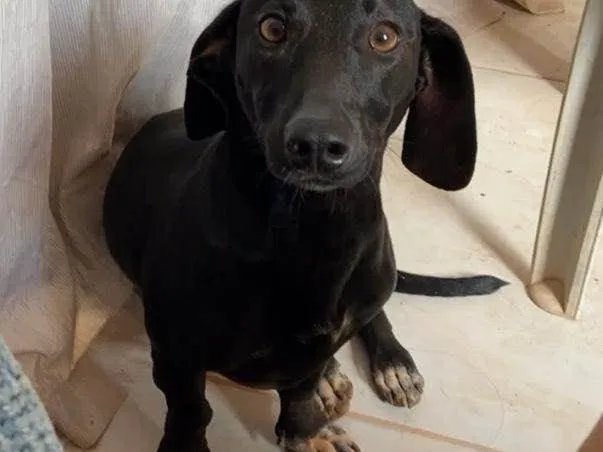 Cachorro ra a Cofap  idade 2 anos nome Lilly 