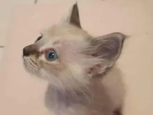 Gato raça Siamês lata  idade Abaixo de 2 meses nome Bartô