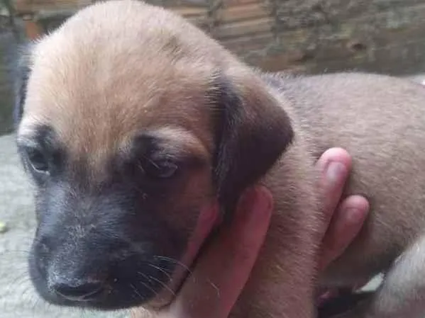 Cachorro ra a Vira lata idade Abaixo de 2 meses nome Nenhum 