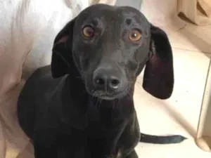 Cachorro raça Cofap  idade 2 anos nome Lilly 