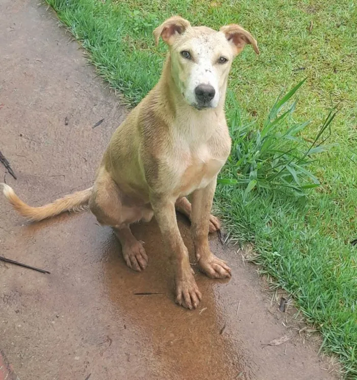 Cachorro ra a Não definida idade 7 a 11 meses nome Cido