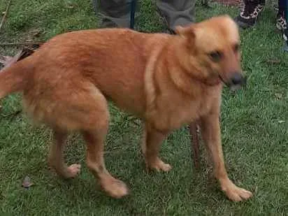 Cachorro ra a Não definida idade 2 anos nome Lobinho