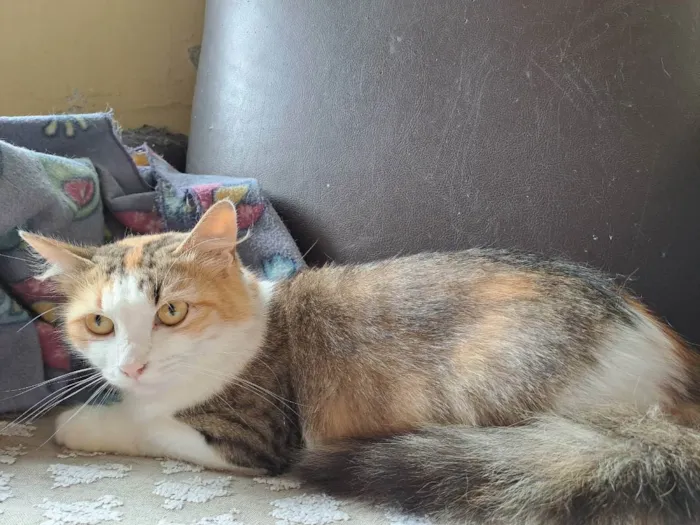 Gato raça SRD idade 1 ano nome Jade