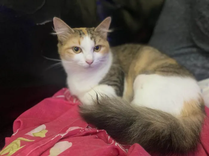 Gato raça SRD idade 1 ano nome Jade